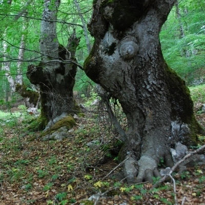 Baumgeister und Erzählbäume: Wandern im Nationalpark Abruzzen