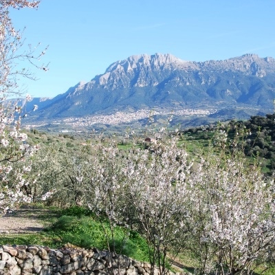 Mandelblüte auf Sardinien: Supramonte von Oliena