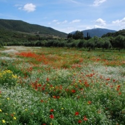Botanische Wanderungen im Frühjahr: Wandern durch die blühende Hügellandschaft des Piemont